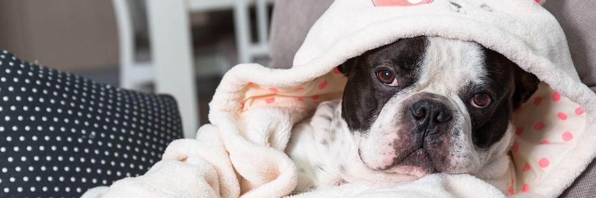 Can I Leave My French Bulldog Home Alone? Must Learn This! 1