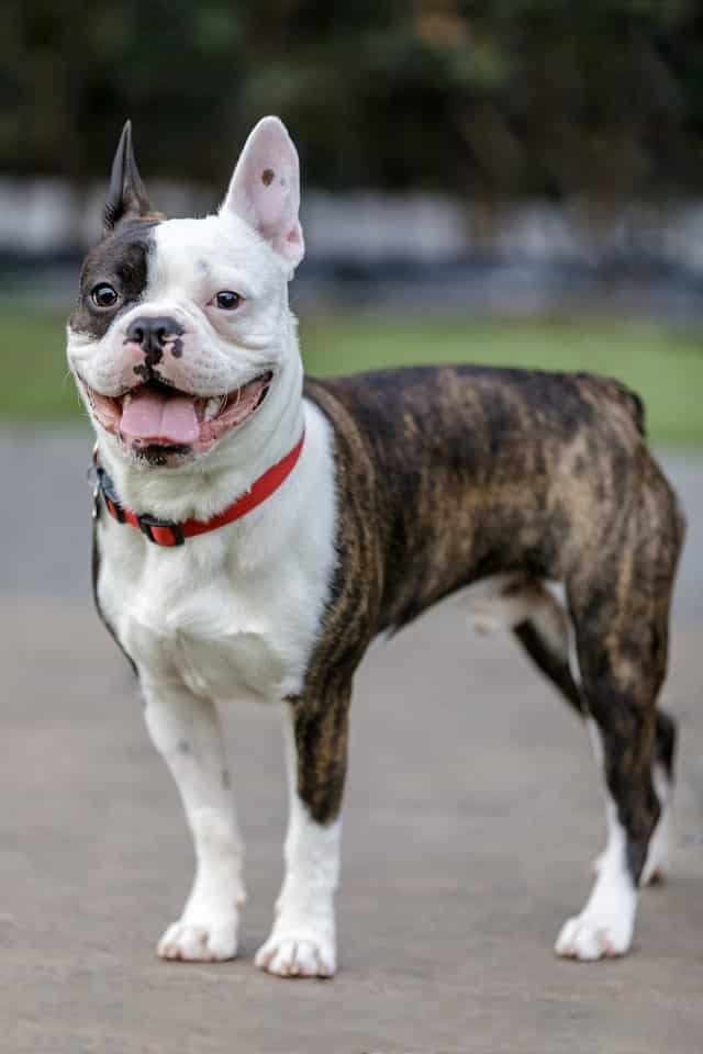 All About The Frenchton Dog - Find Out More! 2