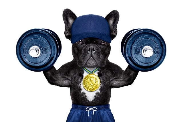 How To Make My French Bulldog Muscular? 1