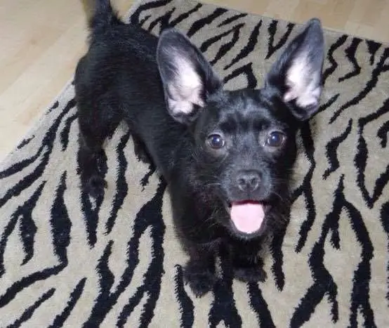 French Bulldog Cross Poodle: The French Boodle! 2