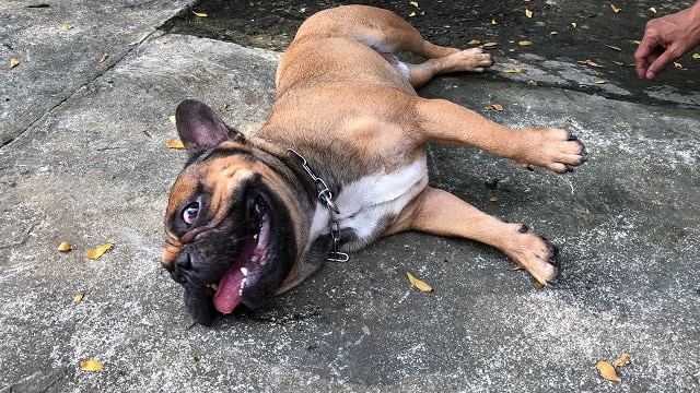 French Bulldog Seizures: What To Do! 1