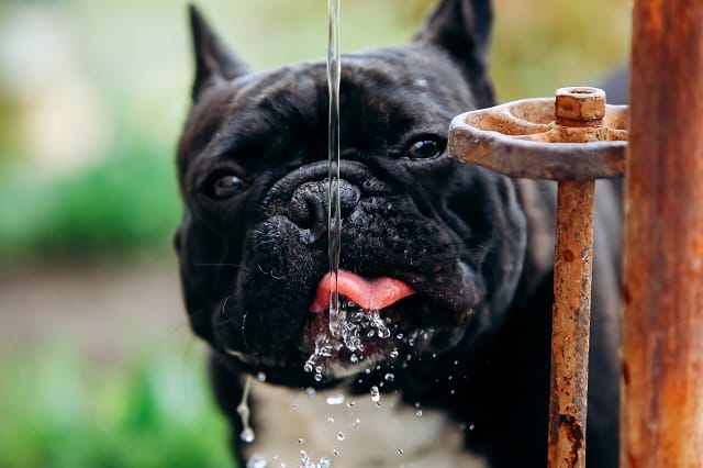 How Much Water Does A French Bulldog Need? 2