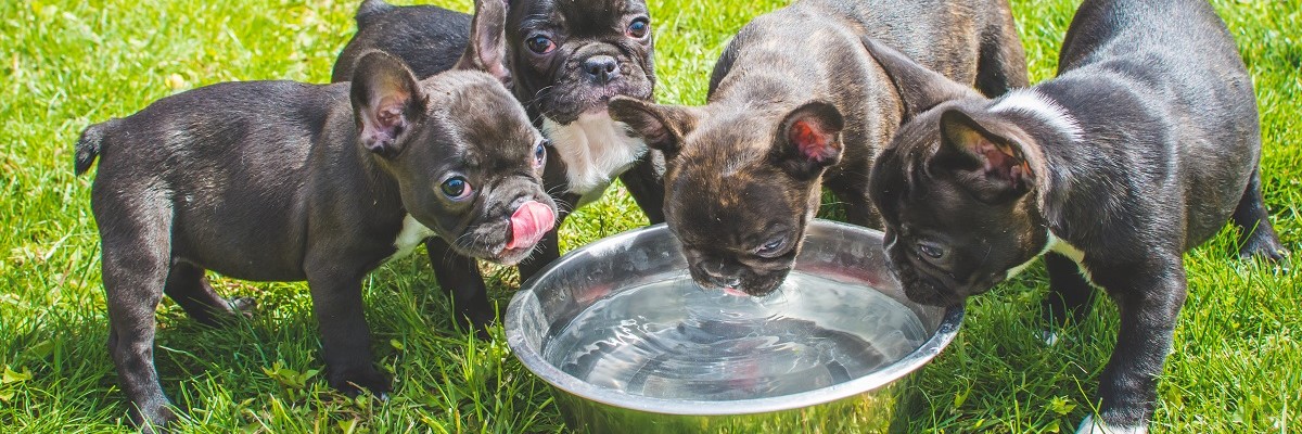How Much Water Does A French Bulldog Need? 1