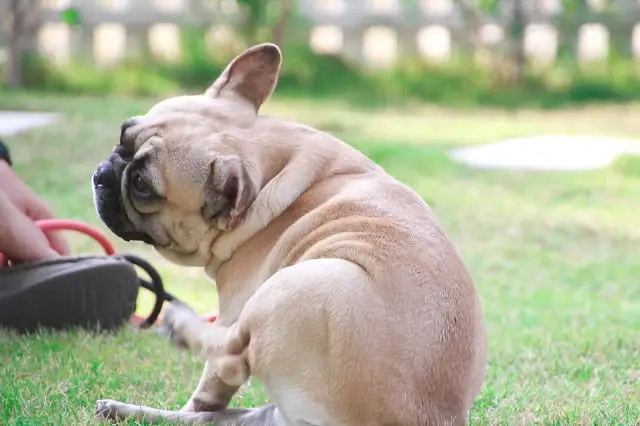 Can French Bulldogs Take Zyrtec? - Must Learn This! 2