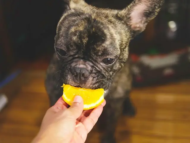 Can My French Bulldog Eat Oranges - Must Learn This! 1