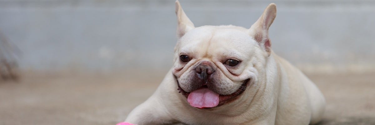 Is My French Bulldog Overweight? - Weight Chart 1