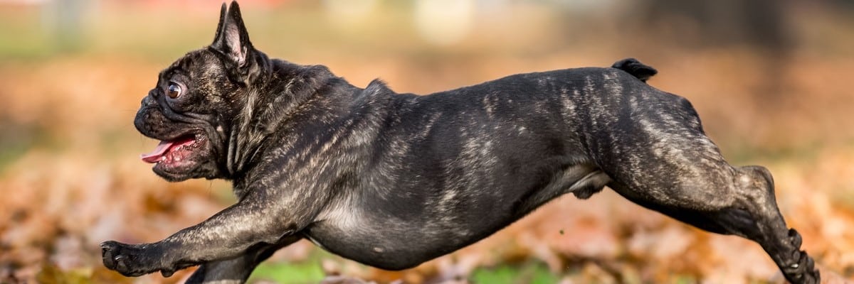 how big do male french bulldogs get