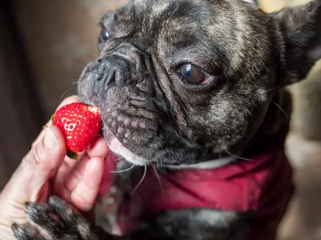 Can French Bulldogs Eat Strawberries? - Must Learn This! 2