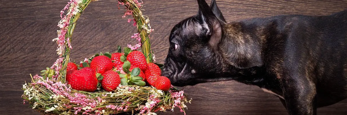 Can French Bulldogs Eat Strawberries? - Must Learn This! 1