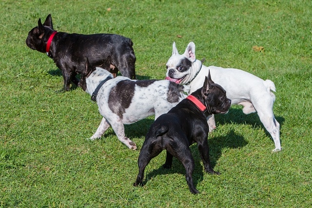 Why Is My French Bulldog So Tall? - Must Learn This! 2