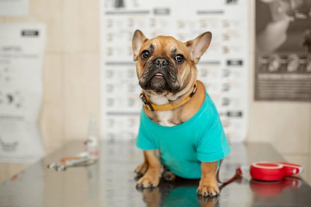 My French Bulldog Has A Cold - Must Learn This! 2