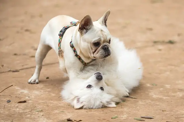 My French Bulldog Is Aggressive To Other Dogs – Must Learn This! 3
