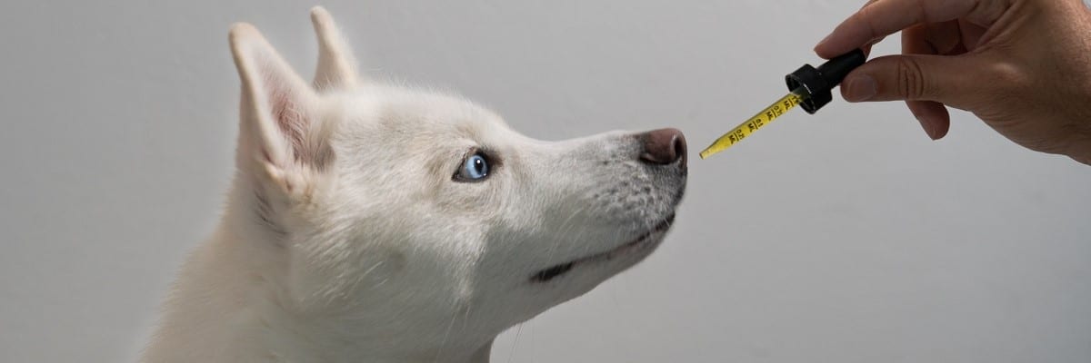 Does CBD help dogs calm down? - Must Learn This! 1