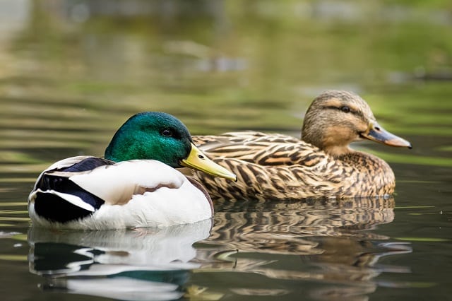 How do you treat duck diarrhea naturally? 2