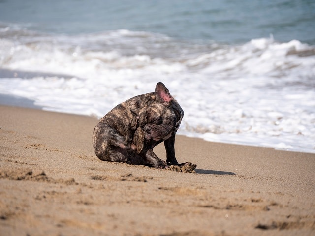 Benadryl French Bulldog