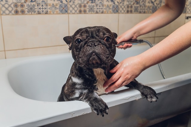 how often do you bathe french bulldogs