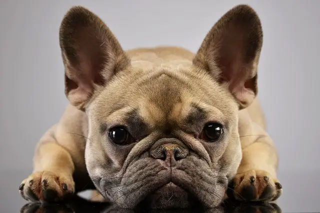 French Bulldog Lifespan - Find Out More! 4
