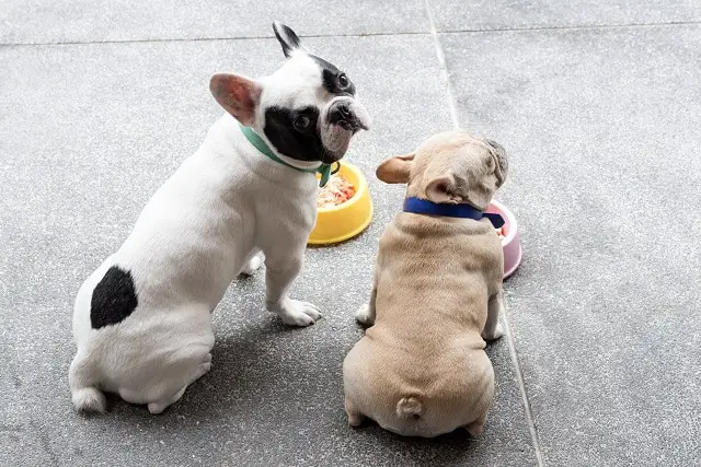 What is the best wet food for French bulldogs? 2