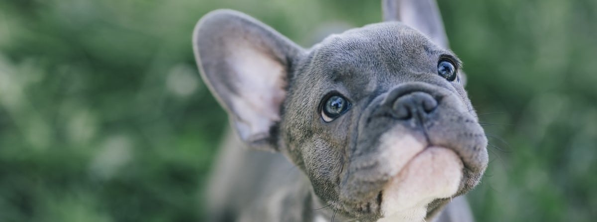 How Do I Find a Good French Bulldog? 1