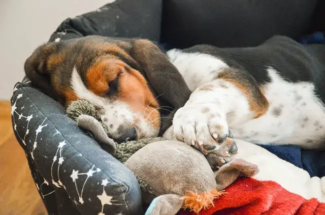 Do Basset Hounds Shed? - Learn More 7