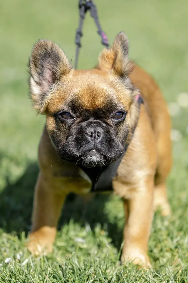 The Long Haired French Bulldog 5