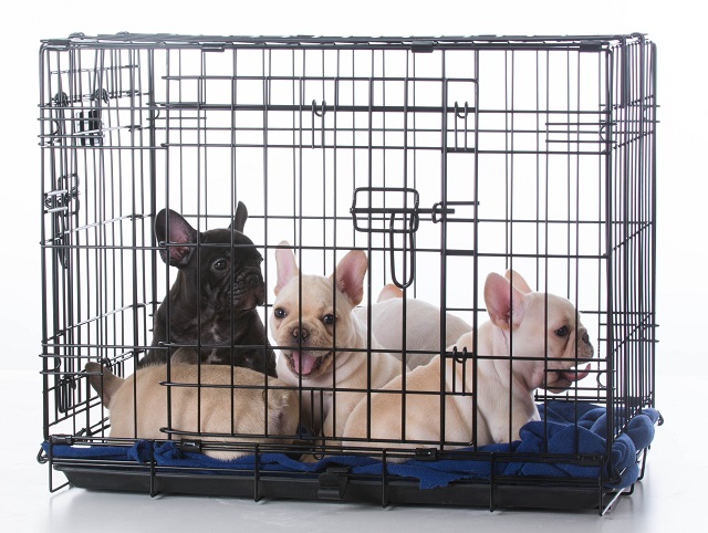 French Bulldog Crate Size - What You Need To Know 4