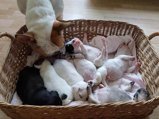 How Many Litters Can A French Bulldog Have