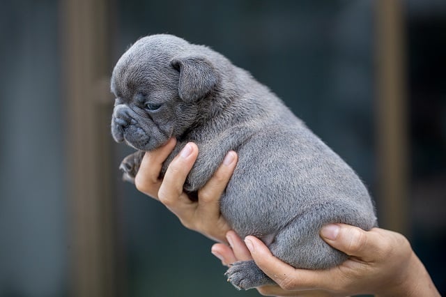 frenchies look like akc recognized