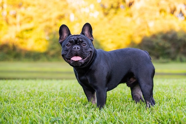 french bulldog black