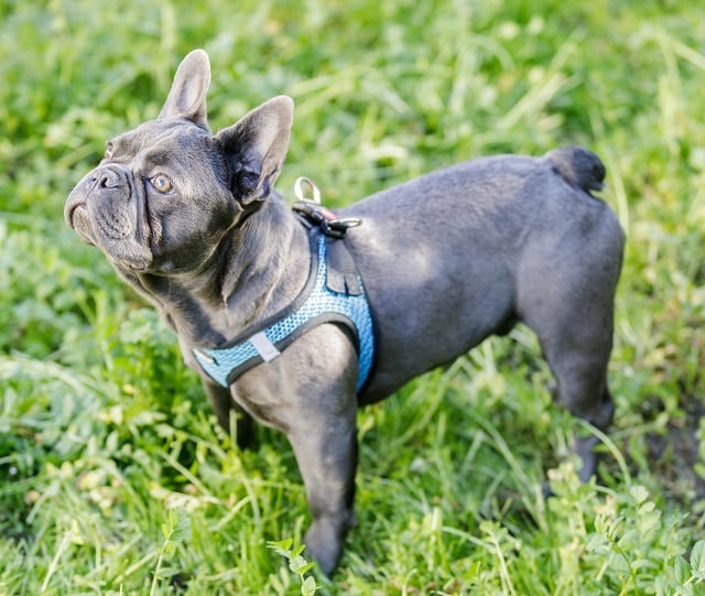 french bulldog blue