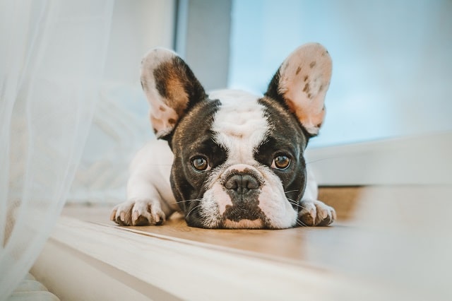 pied french bulldog