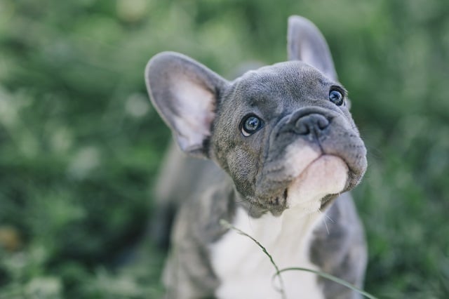 Types of French Bulldogs