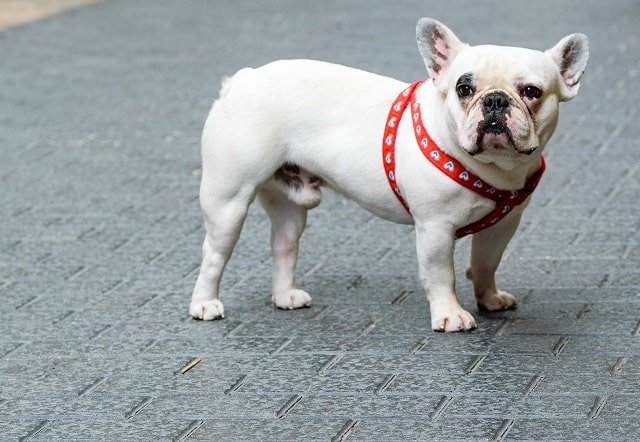 Types of French Bulldogs: A Comprehensive Guide 2