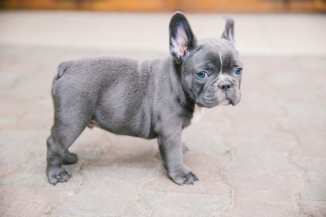 french bulldog price