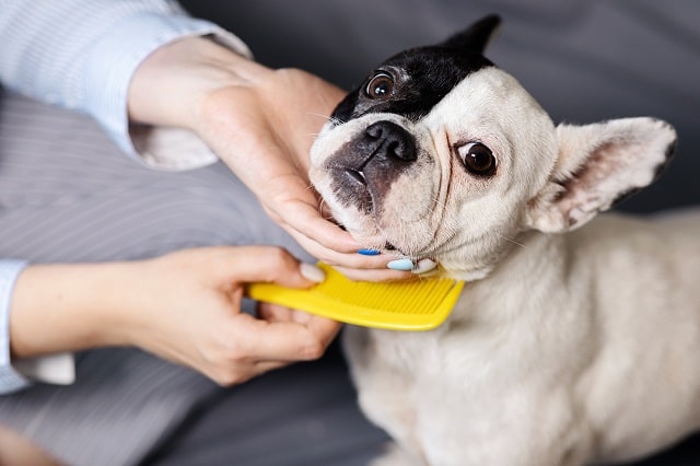 what color french bulldog sheds the least